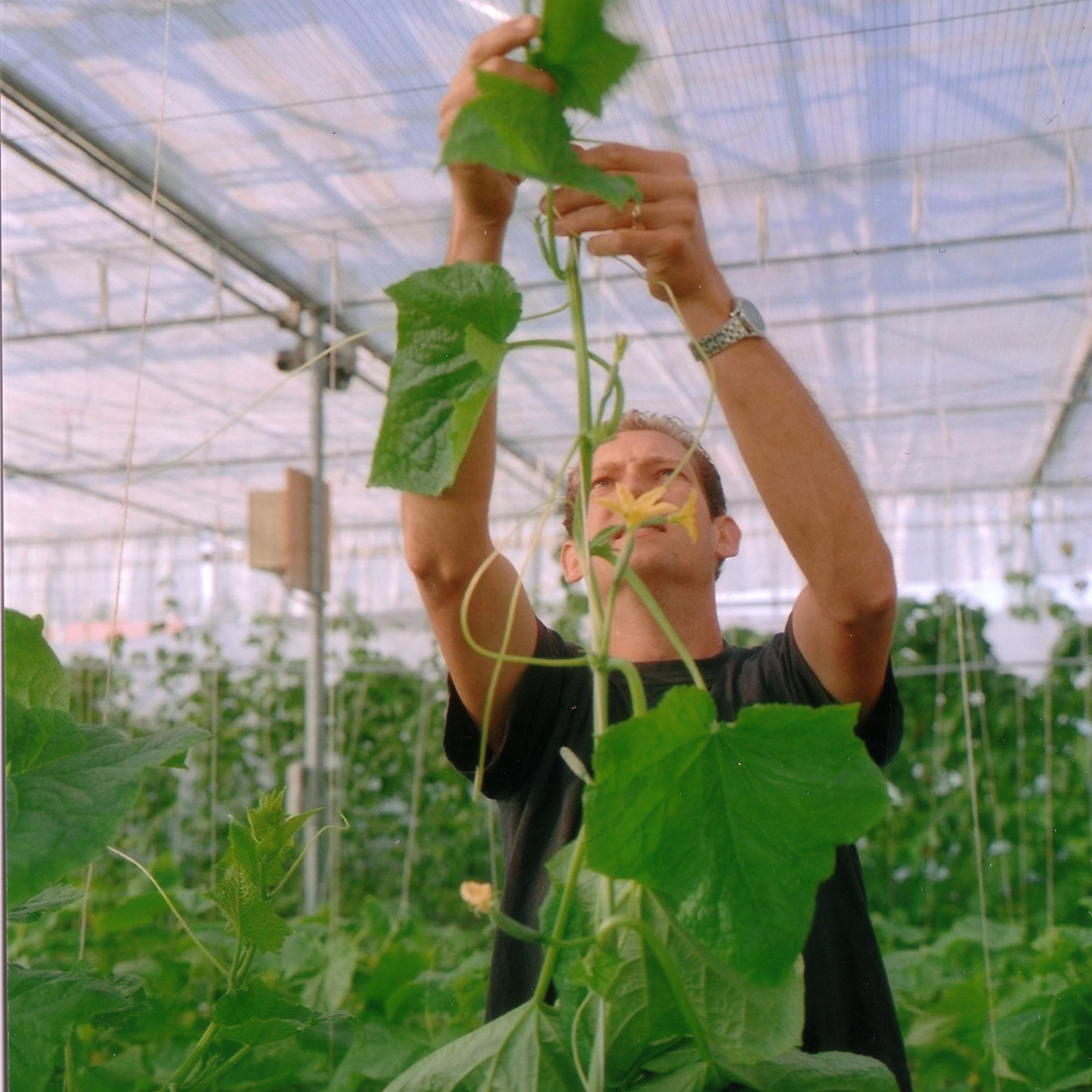 Moestuin Maarschalkerweerd
